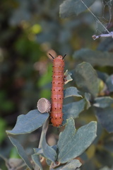 Anisota oslari