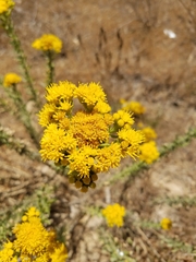Isocoma menziesii