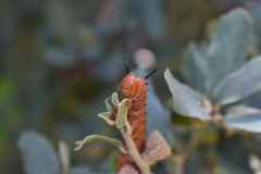 Anisota oslari