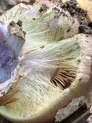 Cortinarius atkinsonianus