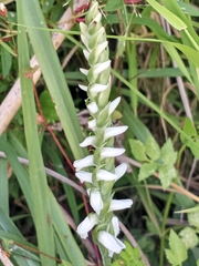 Spiranthes cernua