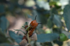 Anisota oslari