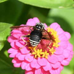 Spilomyia fusca