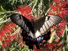 Papilio aegeus