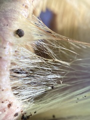 Cortinarius atkinsonianus