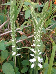 Spiranthes cernua