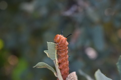 Anisota oslari