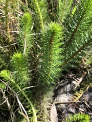 Myriophyllum