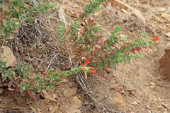 Epilobium canum garrettii
