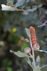 Anisota oslari