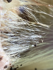 Cortinarius atkinsonianus