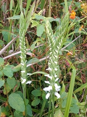 Spiranthes cernua