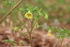Physalis longifolia longifolia