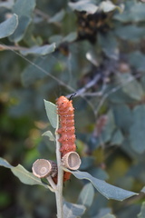 Anisota oslari