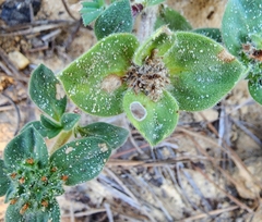 Richardia humistrata