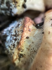 Cortinarius atkinsonianus