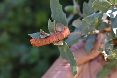 Anisota oslari