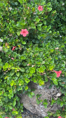 Barleria repens