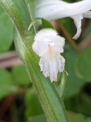 Spiranthes cernua