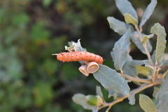 Anisota oslari