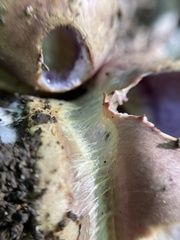 Cortinarius atkinsonianus