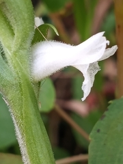 Spiranthes cernua