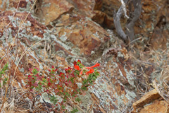 Epilobium canum garrettii