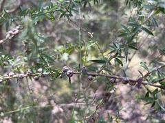 Leptospermum continentale