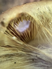 Cortinarius atkinsonianus