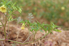Physalis longifolia longifolia