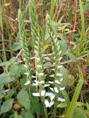 Spiranthes cernua