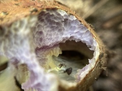 Cortinarius atkinsonianus