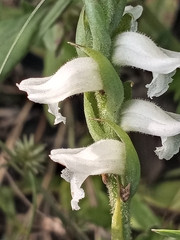 Spiranthes cernua