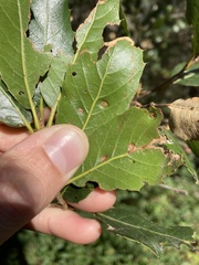 Aceria mackiei