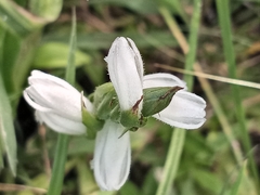 Spiranthes cernua