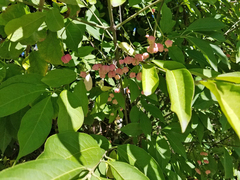 Euonymus atropurpureus