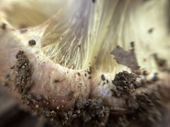 Cortinarius atkinsonianus