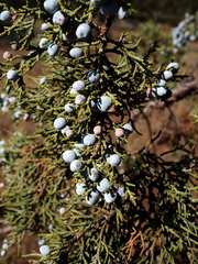 Juniperus occidentalis