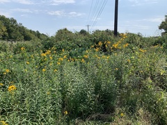 Helianthus verticillatus
