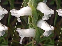 Spiranthes cernua