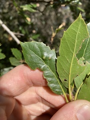 Aceria mackiei
