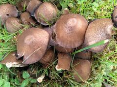 Coprinopsis romagnesiana