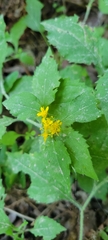 Solidago albopilosa