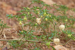 Physalis longifolia longifolia