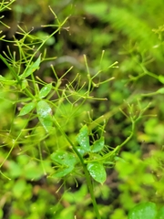 Thalictrum dasycarpum