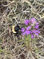 Bombus fraternus