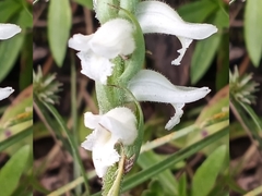Spiranthes cernua
