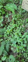 Solidago albopilosa