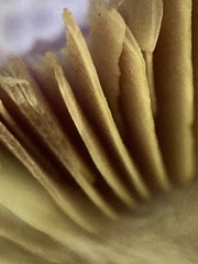 Cortinarius atkinsonianus