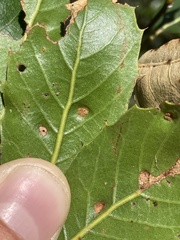 Aceria mackiei